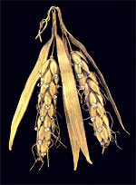 ��������� ��� �������� � ���� ���� ��������. ������, ������. ������ �������� XIX ����.