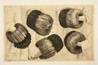 �. ������. ���� ����������� �����. �������. 1952. 7,7 � 12,7