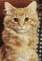 ��� ����